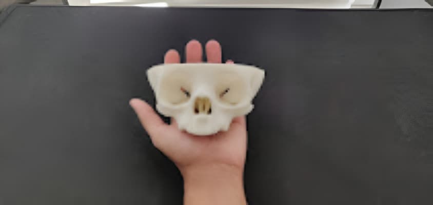Medical and Anatomical Models image 2